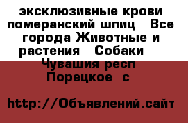 эксклюзивные крови-померанский шпиц - Все города Животные и растения » Собаки   . Чувашия респ.,Порецкое. с.